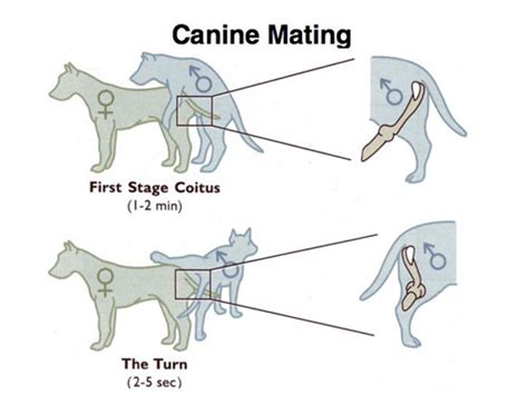 cumming on dog|Dog Reproduction: Understanding the Process of Canine